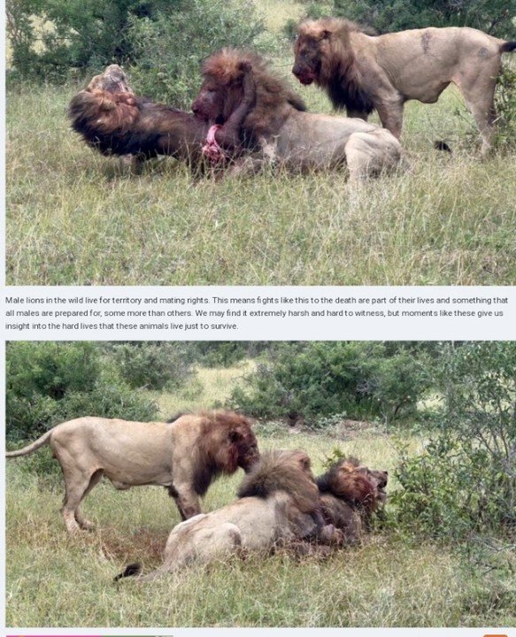 Territorial Fight: 2 Lions Fights Back While Rivals Eat Him Alive