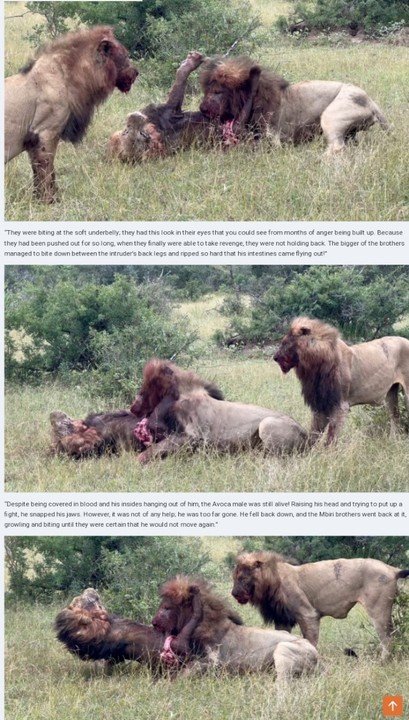 Territorial Fight: 2 Lions Fights Back While Rivals Eat Him Alive