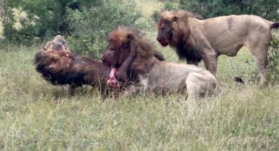 Territorial Fight: 2 Lions Fights Back While Rivals Eat Him Alive